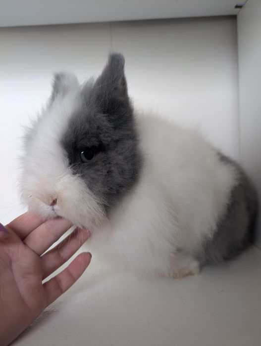 Karzełek Teddy, królik miniaturka