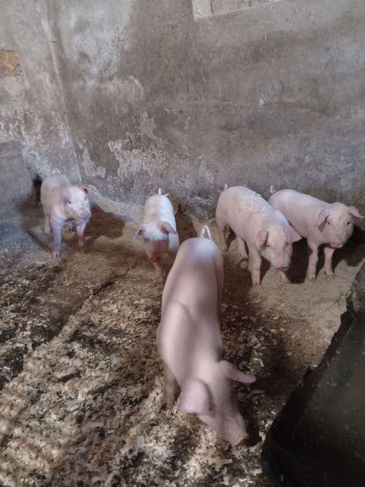 Продам поросят .