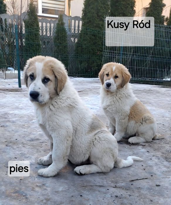 Owczarek środkowoazjatycki FCI