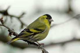 Aves anilhadas 2025/2026 (outras aves)