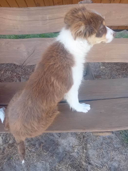 Suczka border collie