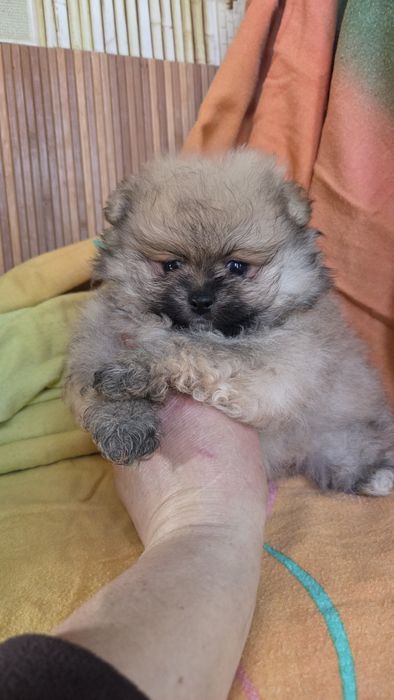 Померанский шпиц мини