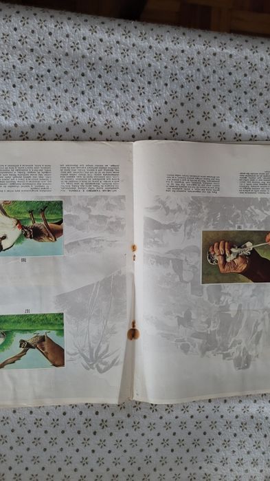 Segredos do Mundo animal