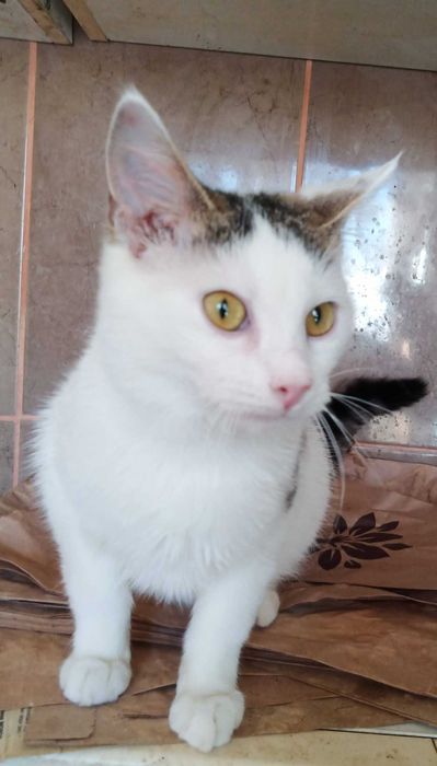 Котик підліток в добрі руки