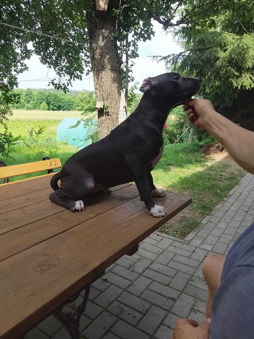Amstaffka ładna suczka czarna