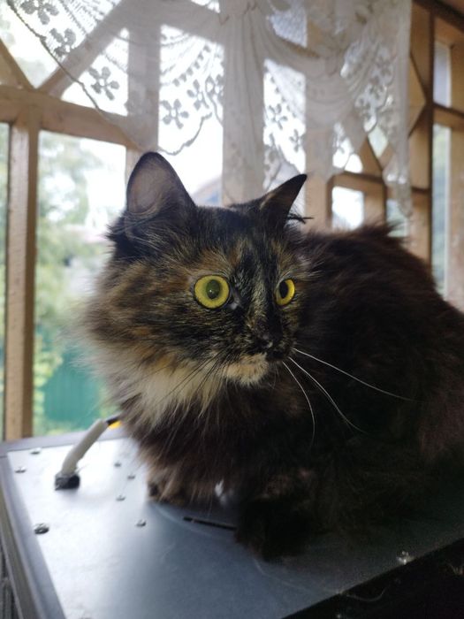 Отдаю Макарошку!