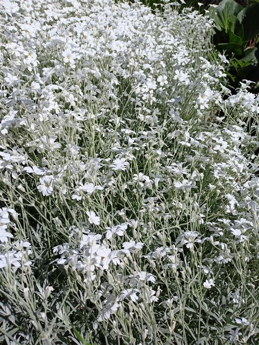 Bergenia, barwinek, paproć,  wiesiołek