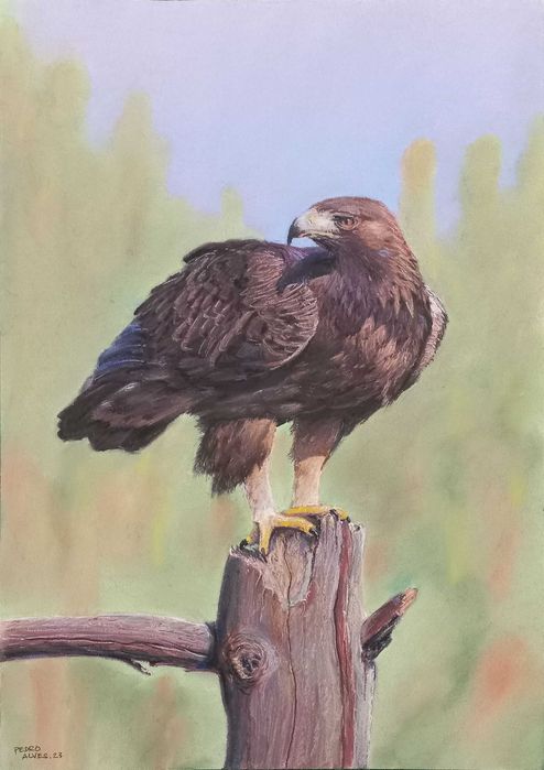 Retratos de animais a carvão (P&B), a pastel (cores) ou digital