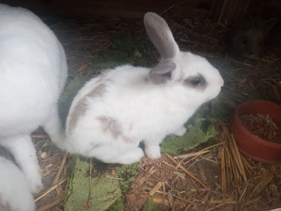Króliczki miniaturki