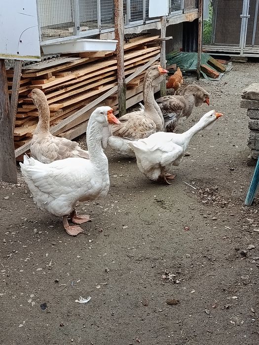 Witam sprzedam gęsi holmogory