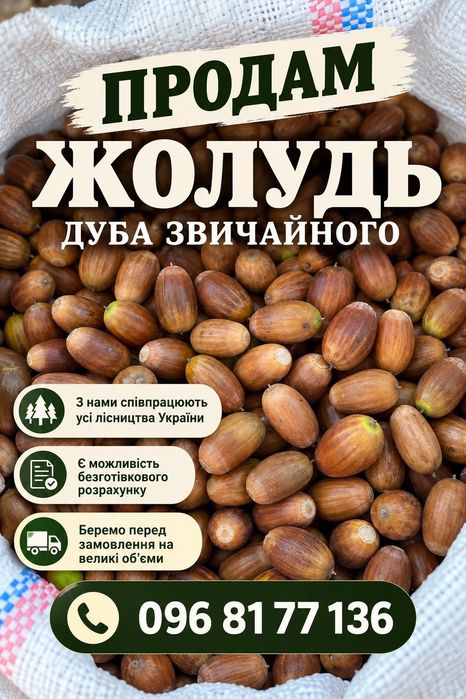 Жолудь дуба звичайного
