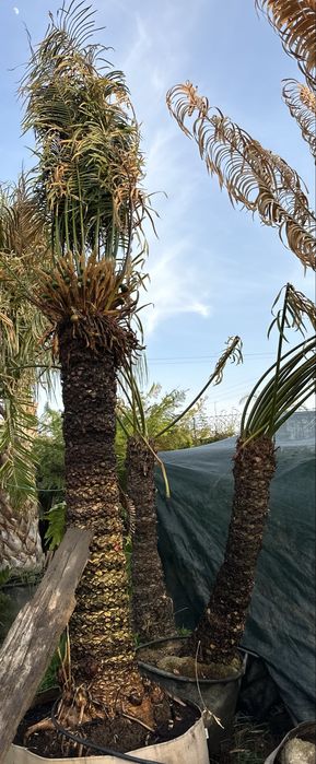 Cycas circinalis - Grande exemplar cica