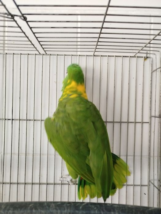 Fêmea adulta Auropalliata