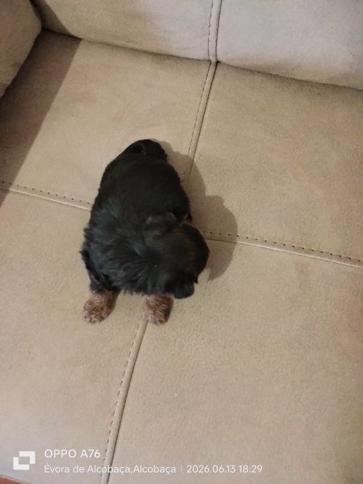 Yorkshire Terrier ( macho) miniatura