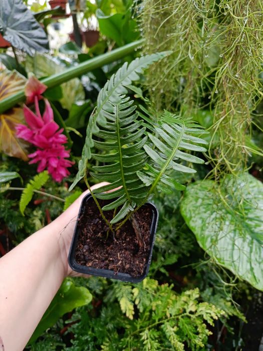 Папороть davalia pectinata