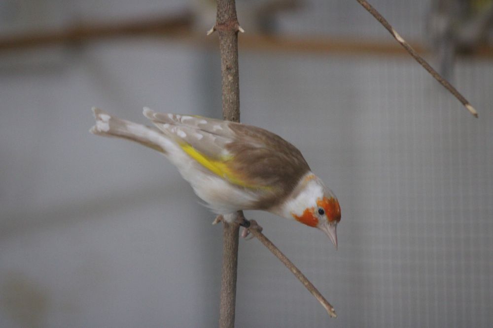 Pintassilgos Major