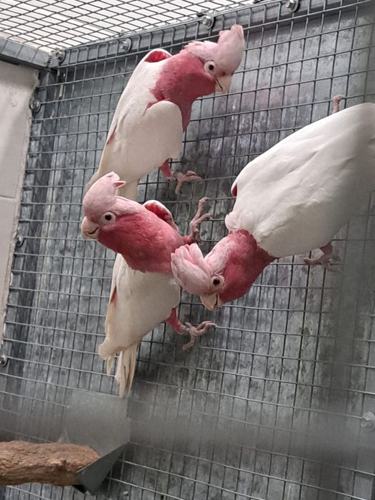 Cinzentos e Catatua galah