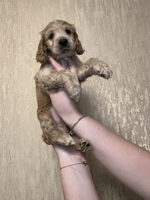 ПРОДАЮ!!! Кокер Спаниель Английский ( щенкам 1.5 месяца )