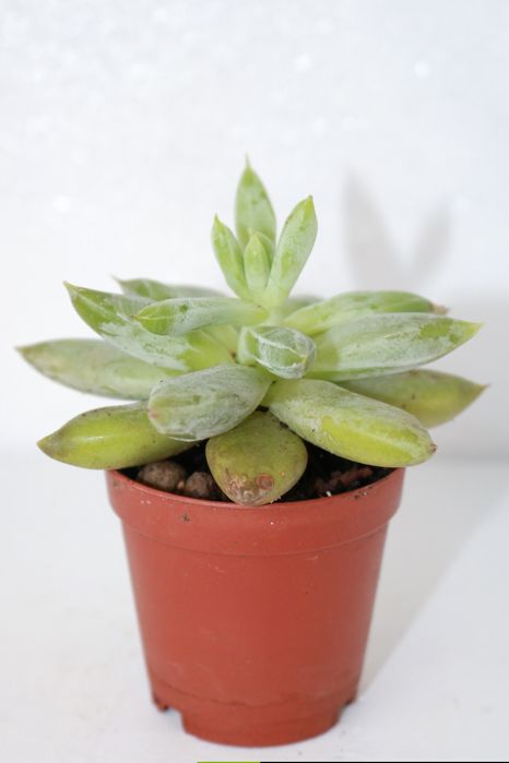 Vendo varias suculentas