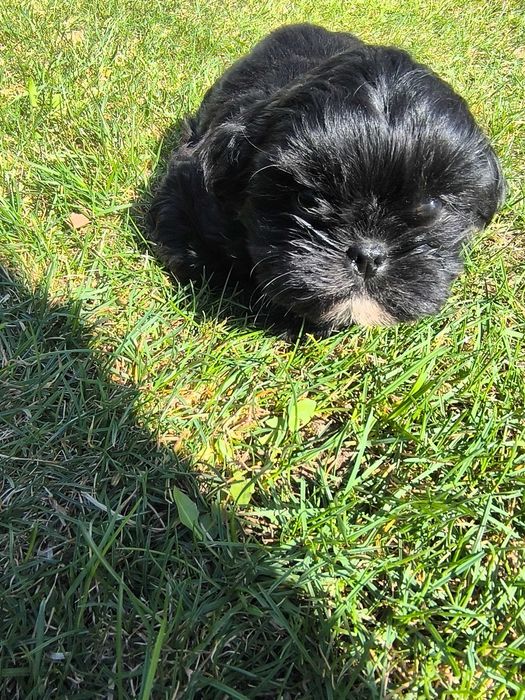 Shih Tzu maluszek (SUNIA)