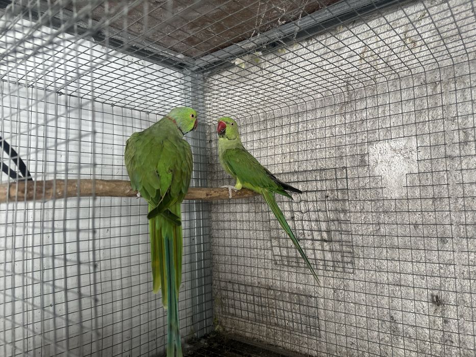 Ring necks machos