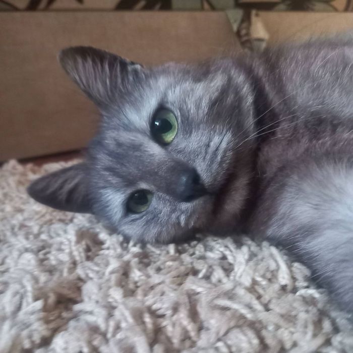 Молода стерилізована кішечка