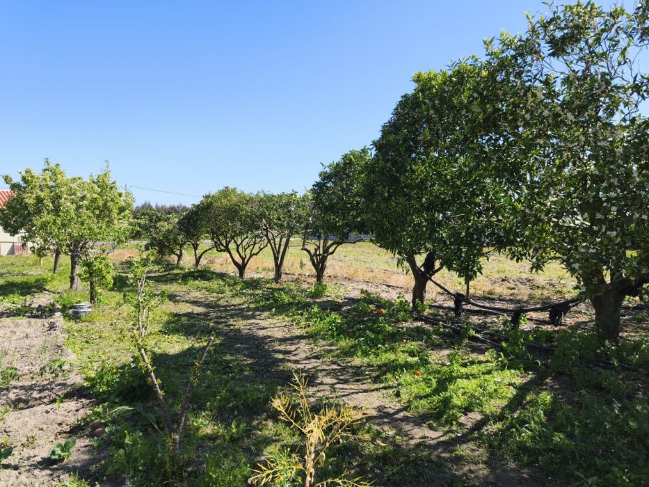 Limpeza de terrenos