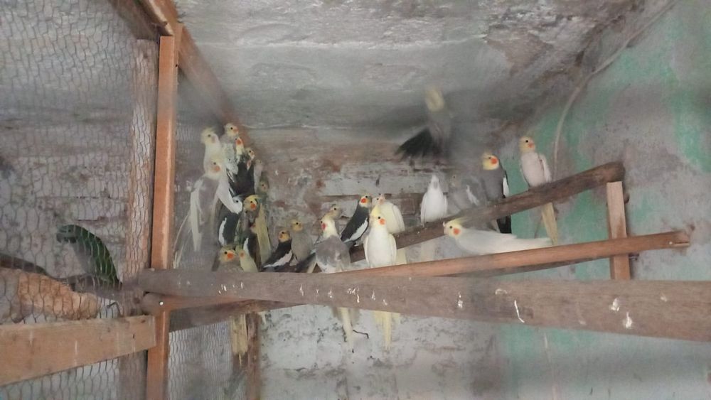 Sprzedam nimfy żeberki gołabki