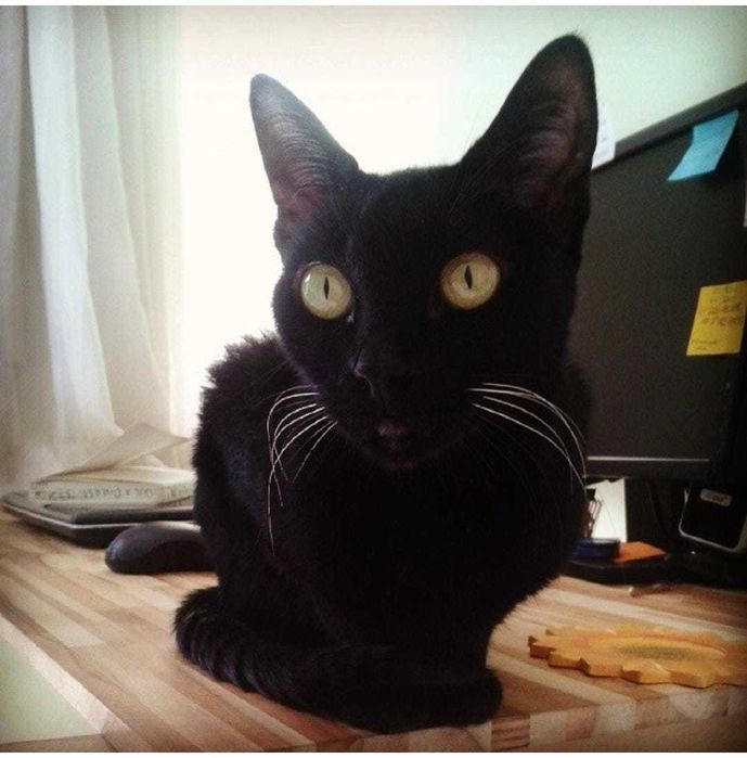 Pet Sitting  Cats e Dog Walking