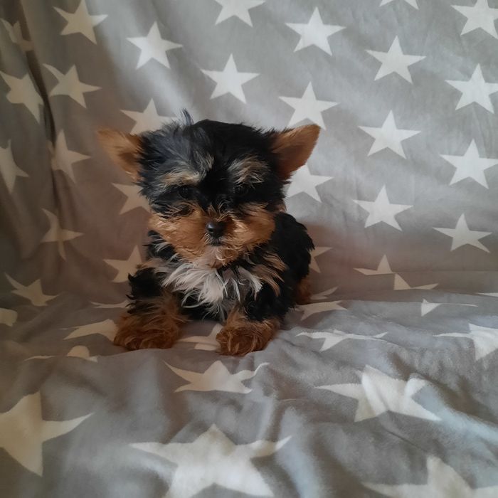 Продаётся мальчик йоркширского терьера