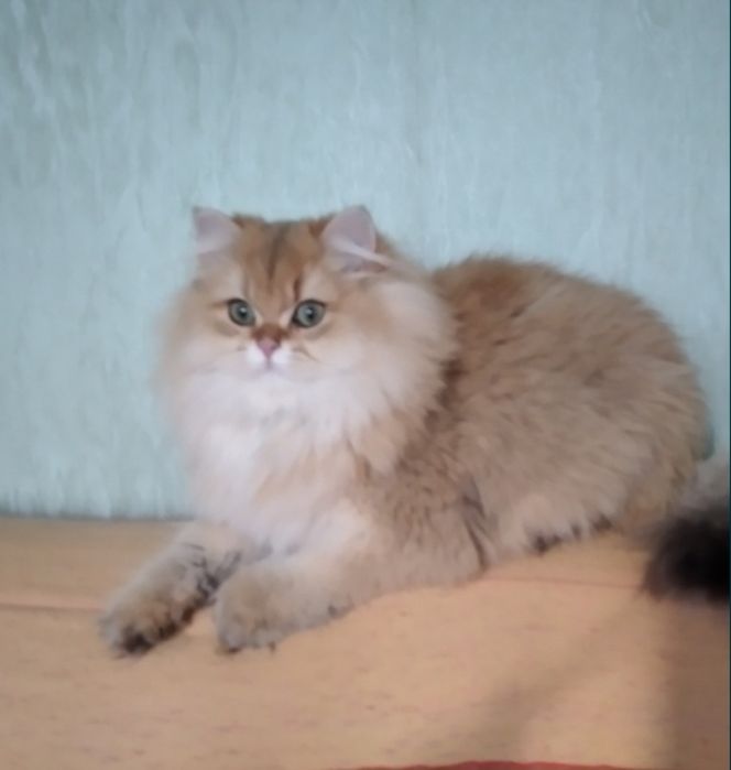 Золотая шиншилла мальчик британский