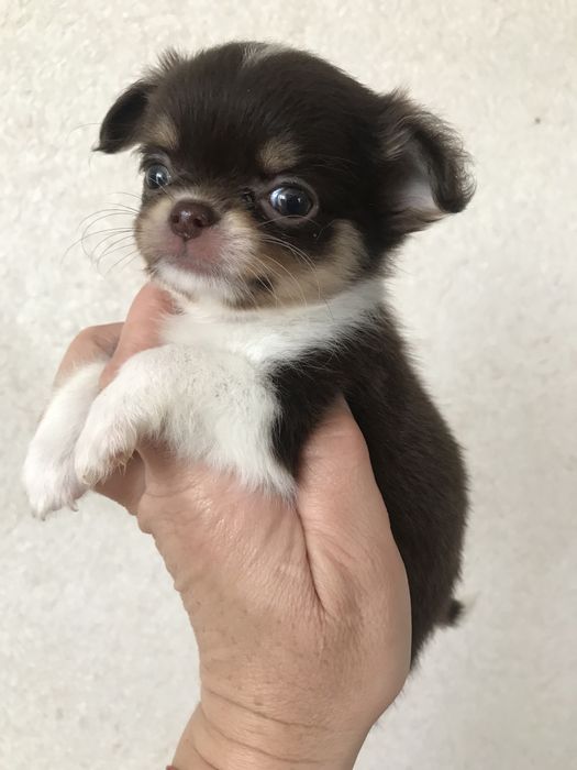 Малюки міні чіхуа