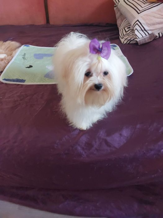 Вязка мальтийская болонка