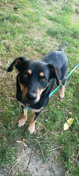 Lucek do adopcji! Sandomierz