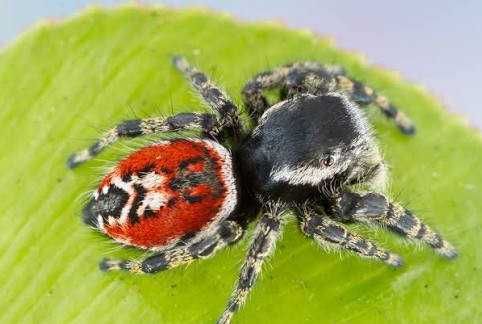 Nowość!! Skakun Phidippus tyrrelli samiczka nie hyllus, regius