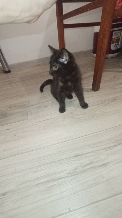 Черепахова кішка