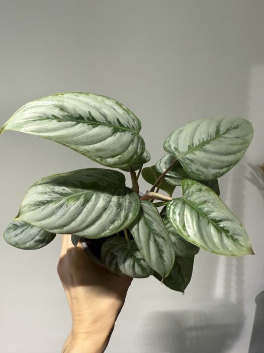 Епіпремнум Марбл Пленет, філодендрон Halo, Лемон Лайм, Бразіл, Міканс