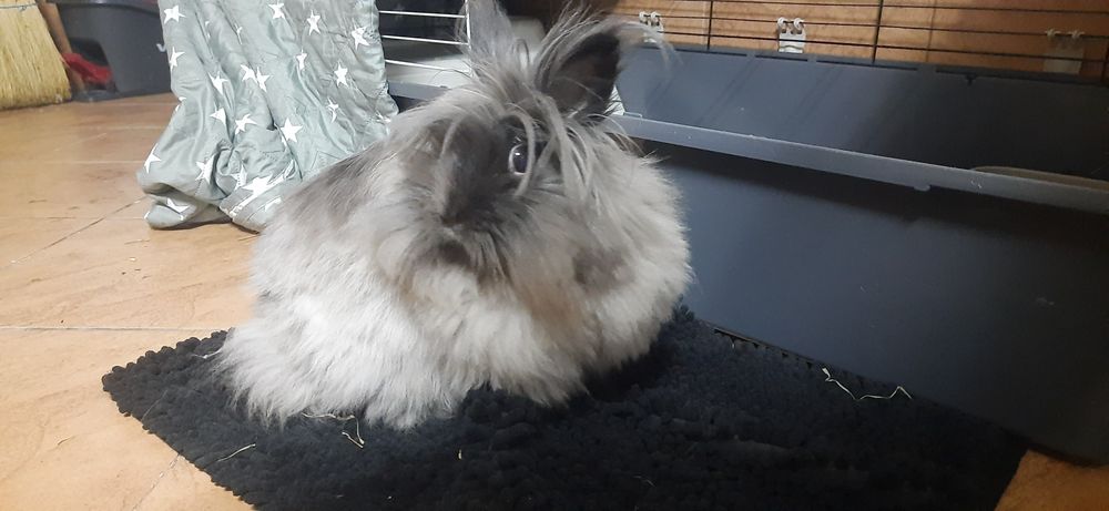 Krolik miniaturka angora angielska York