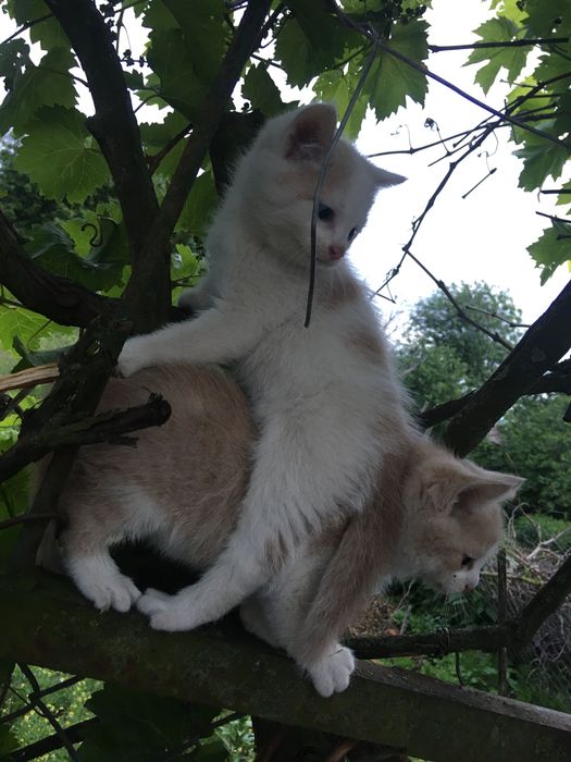 Кошенята в добрі руки!
