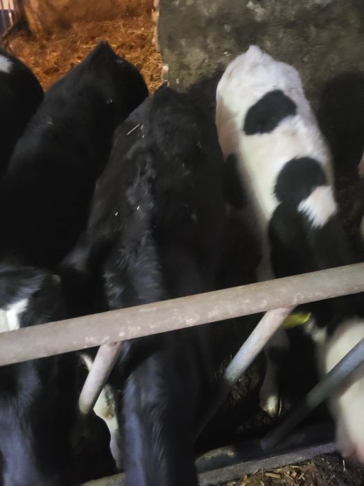 Jaloszki do dalszej chodowli