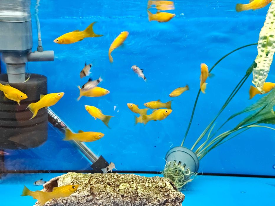 Żółtaczek Indyjski młode osobniki