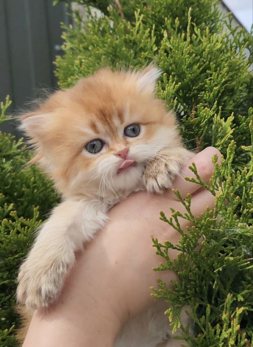 Ніжна дівчинка золота шиншила