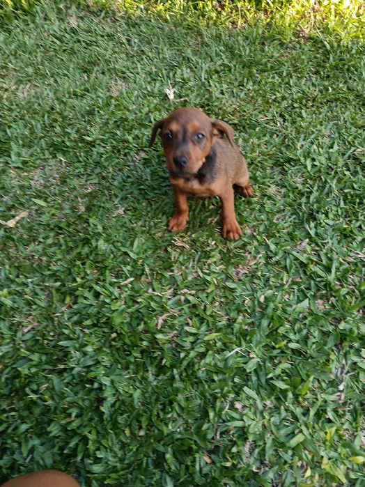 Pinscher macho castanho