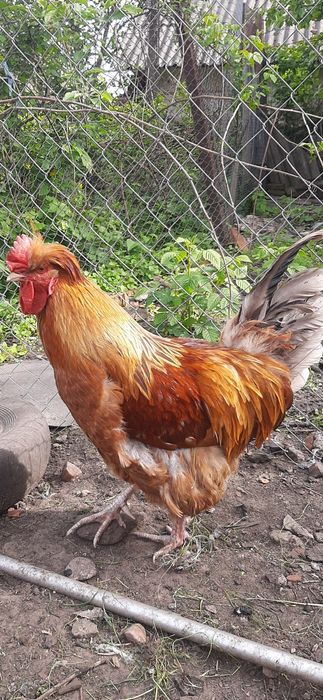 Кавалер в курячу сімейку