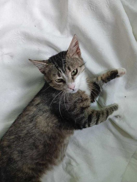 Skrzypek,kocia dobroć czeka na adopcję.