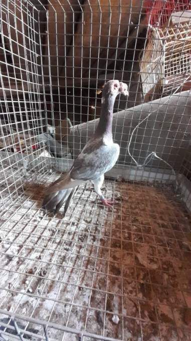 Kariery samce i samice.