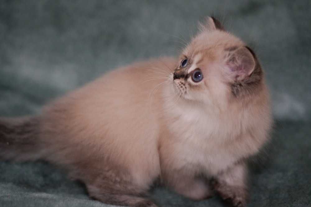 Шикарна ШОУ дівчинка Зумба з документами