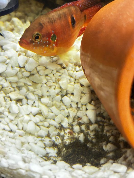 Ciclideos Acará joia body short (raro)