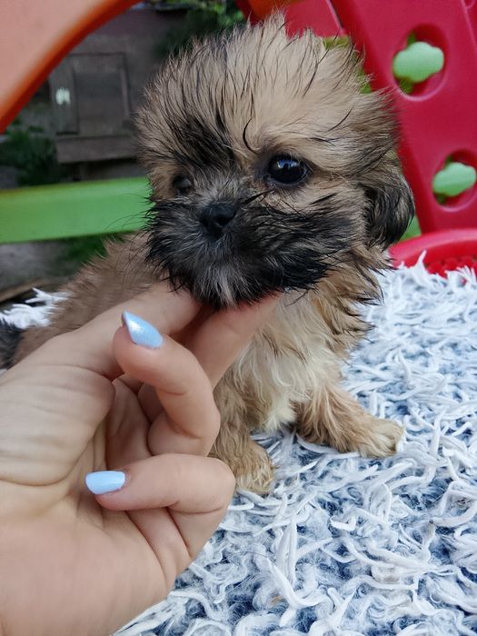 Maleńka dziewczynka Shih tzu  8 tyg szuka domu