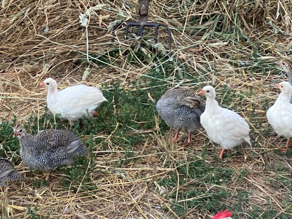 Galinhas da guiné